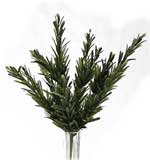 Springeri Fern